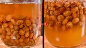 「ビン底のレーズン」と「水面に浮き始めた」比較