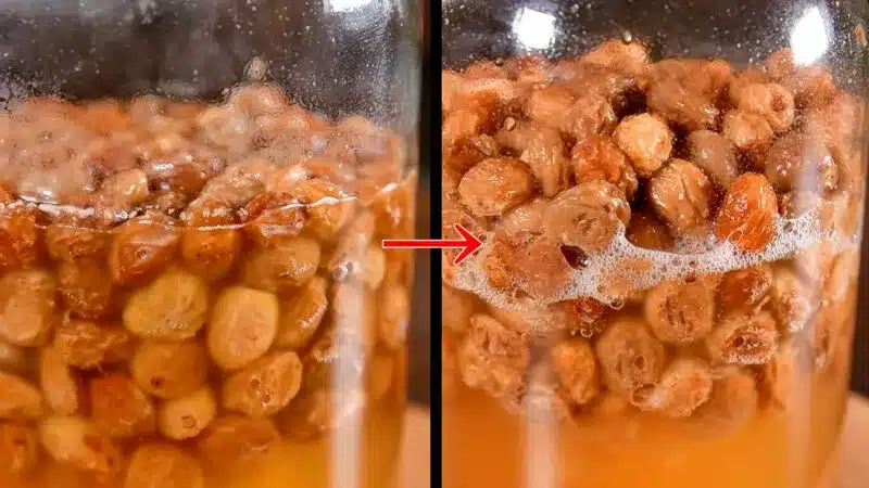 泡が線状に連なり、さらに栄養が抜けたレーズンは軽くなって浮いている状態